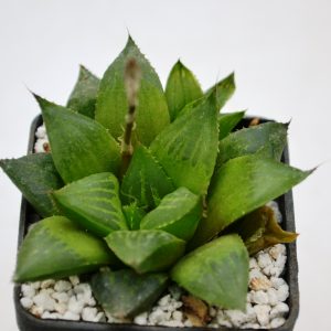 Haworthia retusa