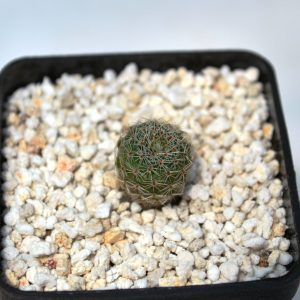 Aylostera heliosa