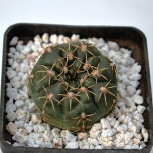 Gymnocalycium quehlianum