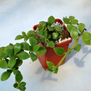 Delosperma tradescantioides