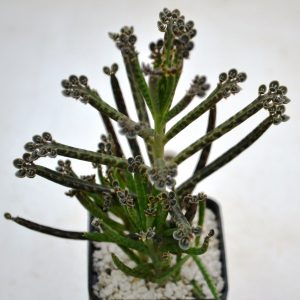 Kalanchoe tubiflora