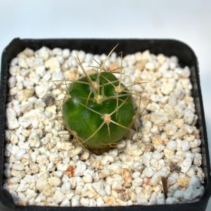 Gymnocalycium monvillei (Pl № 700)