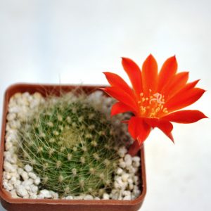 Rebutia senilis