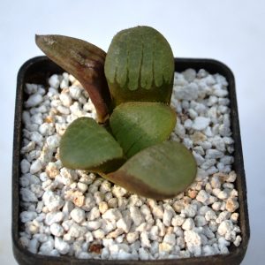 Haworthia springbokvlakensis