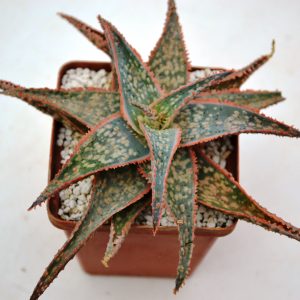 Aloe cv. "Christmas Carol"