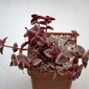 Crassula marginalis f. variegata