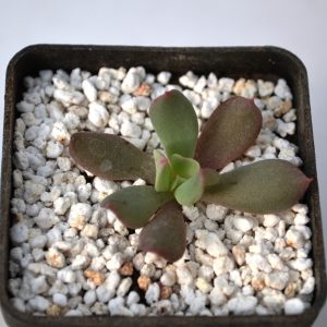 Echeveria 'Dark Vader'