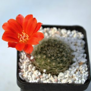 Rebutia senilis