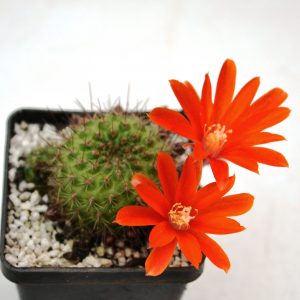 Rebutia donaldiana