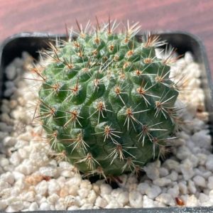 Rebutia donaldiana
