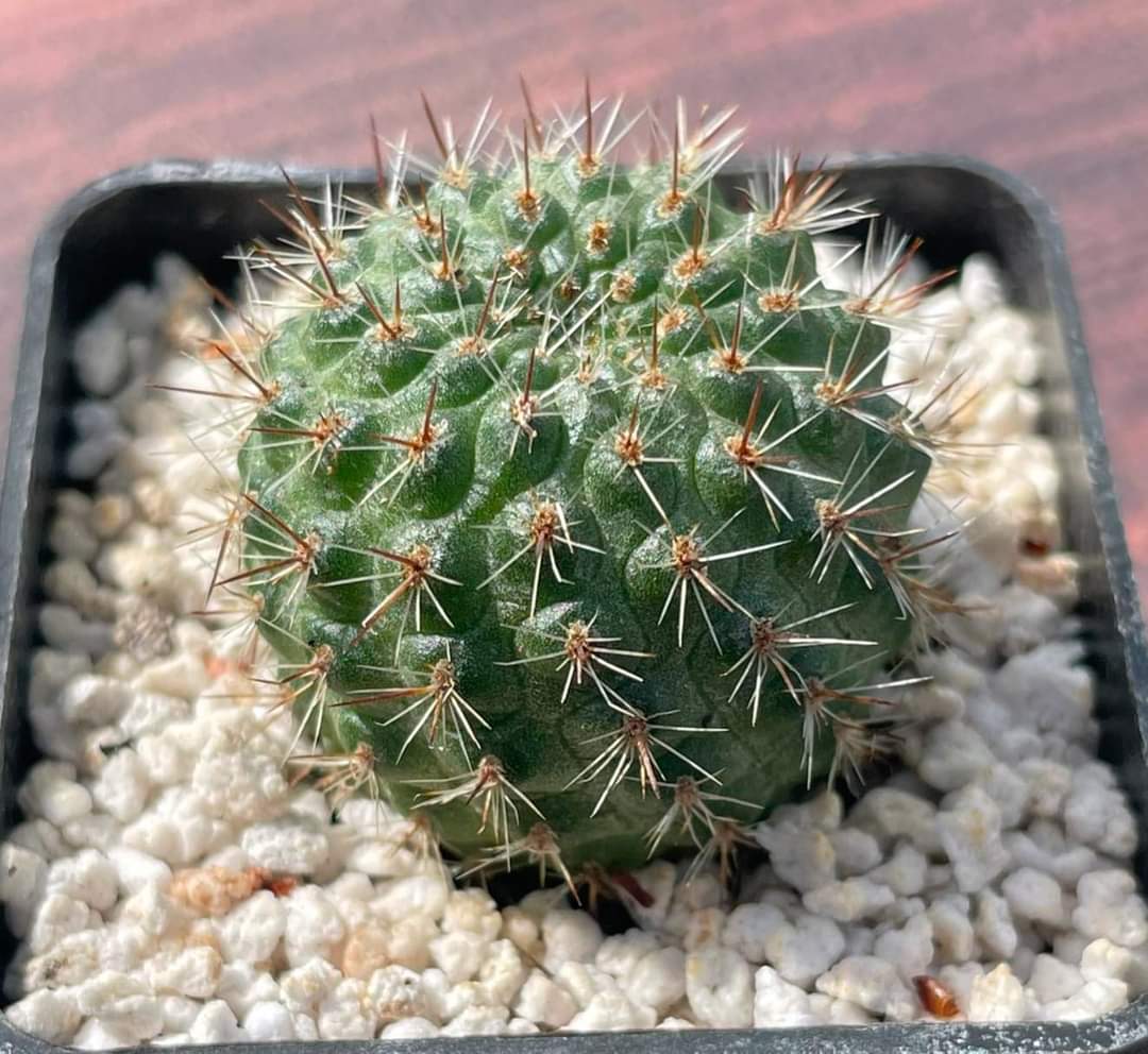 Rebutia donaldiana