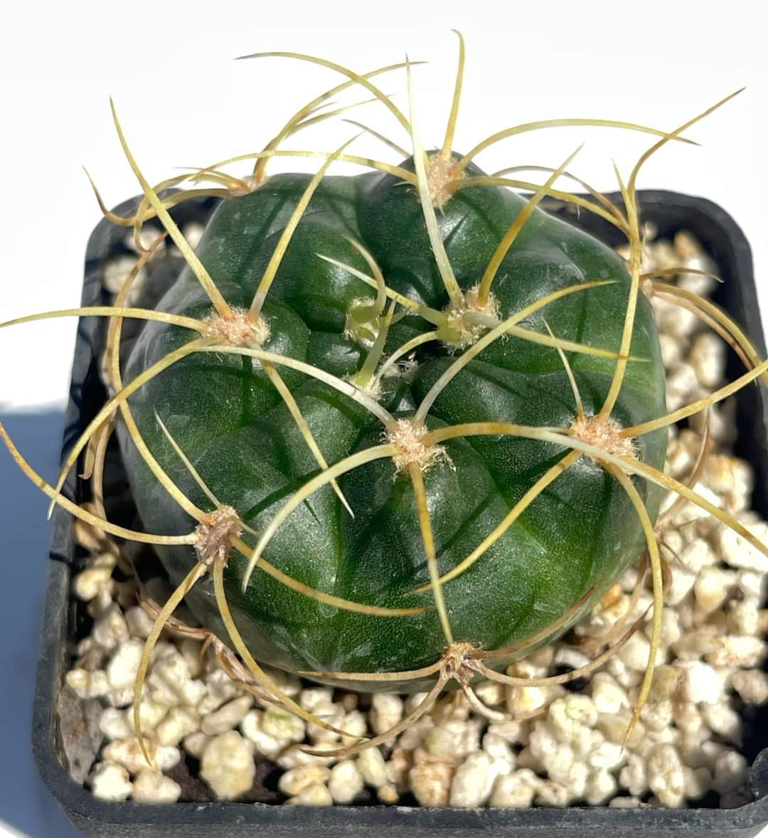 Gymnocalycium monvillei (Pl № 700)