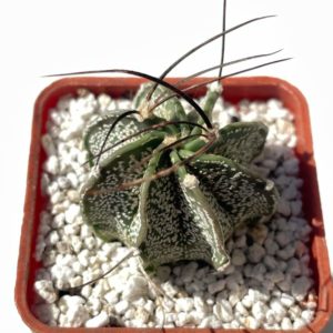 Astrophytum capricorne