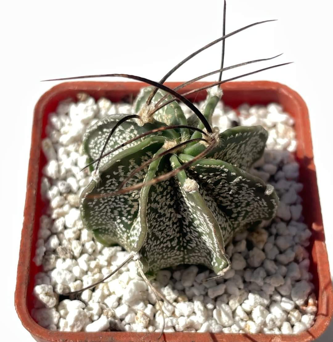 Astrophytum capricorne