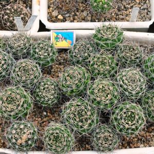 Gymnocalycium bicolor (21.6с.3)