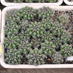 Gymnocalycium mostii (21.6с.7)