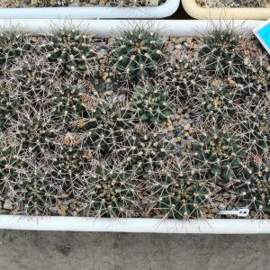 Gymnocalycium pungens (SB-482)(21.6с.9)