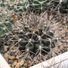 Gymnocalycium pungens (SB-482)2