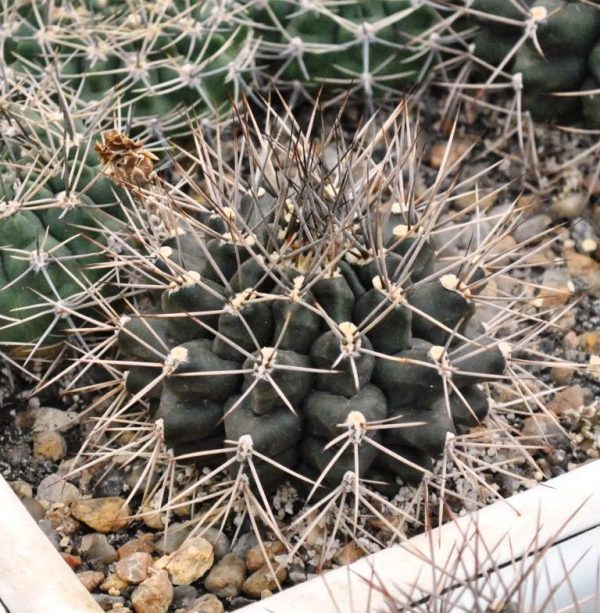 Gymnocalycium pungens (SB-482)2