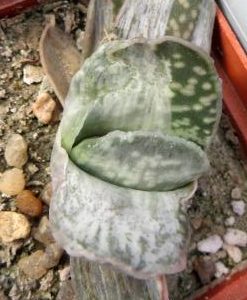 Gasteria cv.Misuzu No Fuji