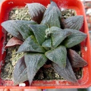 haworthia  hybrid