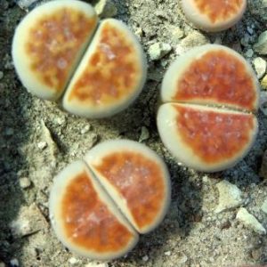 lithops karasmontana lateritia