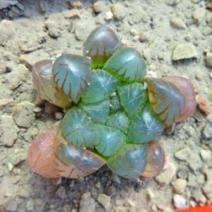 haworthia obtusa
