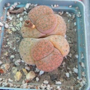 lithops fulviceps