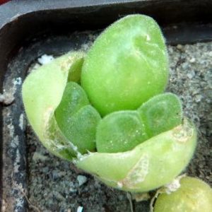 gibbaeum pilosulum волосатое тельце