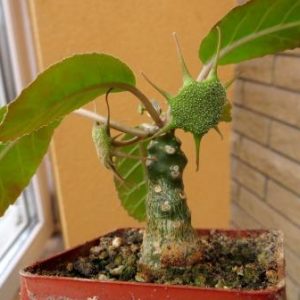 dorstenia foetida aff