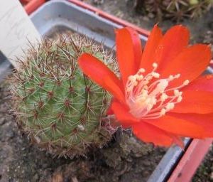 aylostera deminuta