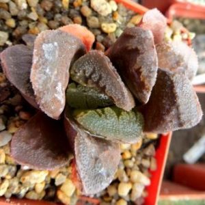haworthia chevagri hybrid