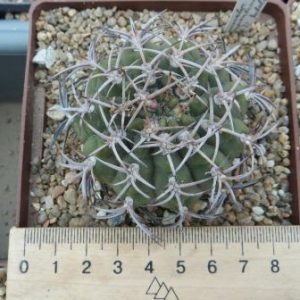 181.8 gymnocalycium pugionacanthum P72 Agdalgola    own root