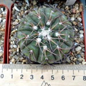 4628 Piltz  gymnocalycium spegazzinii   schort spine own root