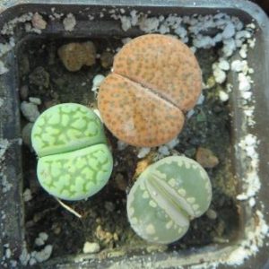 lithops mix