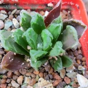haworthia hybrid