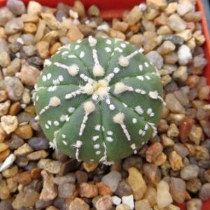 astrophytum super kabuto nuda