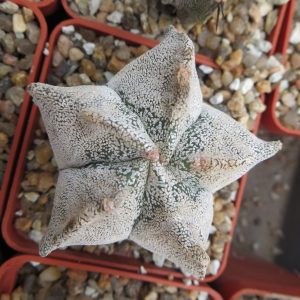 astrophytum myriostigma kikko hybrid   Тай