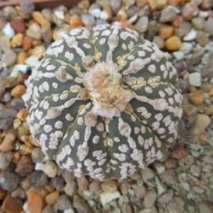astrophytum super kabuto gold