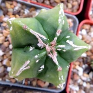 astrophytum myriostigma fukuryu v typ