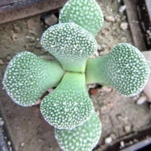 1319 MG aloinopsis villetii