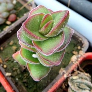 crassula species