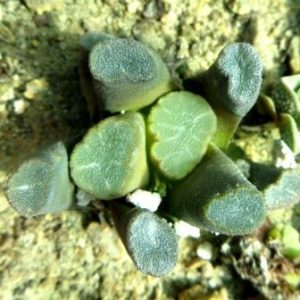 haworthia maughani