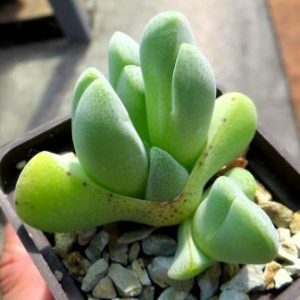 cheredopsis pilansii elisore