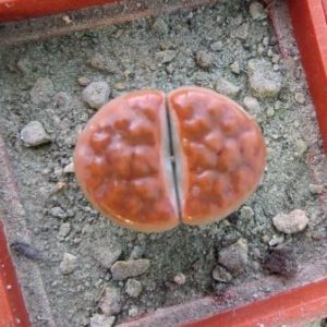 lithops karasmontana