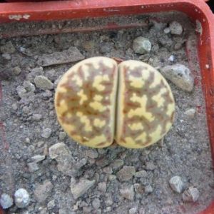 lithops dorotheae c124