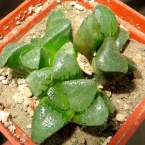 haworthia hybrid