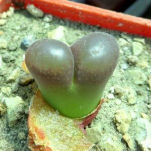 1804.7 optalmophyllum triebneri