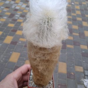 Espostoa melanostele v. inermis -LB-