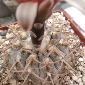 Gymnocalycium riojense  v.paucispinum -seeds-семена-